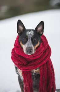 Dog Winter Heating up with Scarf